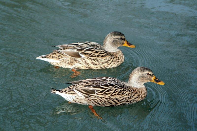 richiesta identificazione anatidi